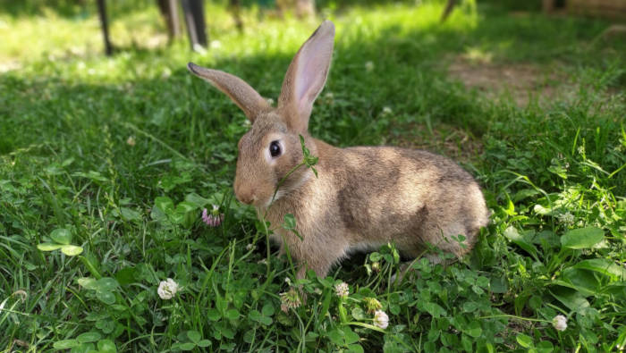 Kaninchen im grünen Freilauf