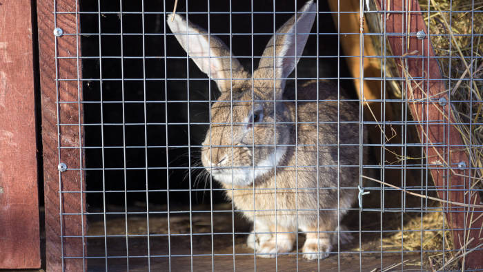 Kaninchen im Stall - ein "Stallhase"